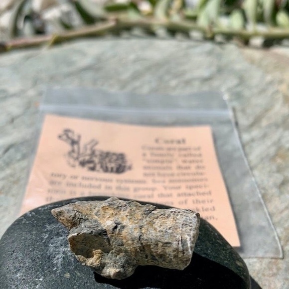 Fossilized Branching Sea Coral Fossil Specimen Mississippian Period with ID Card - Picture 1 of 5